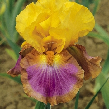 Iris germanica 'Megabucks' - Megabucks Iris