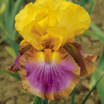 Iris germanica 'Megabucks' - Megabucks Iris Iris germanica 'Megabucks' - Megabucks Iris