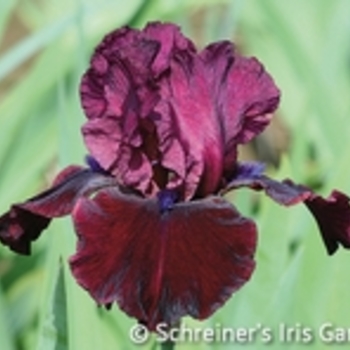 Iris germanica 'Raven Girl' - Raven Girl Iris Iris germanica 'Raven Girl' - Raven Girl Iris