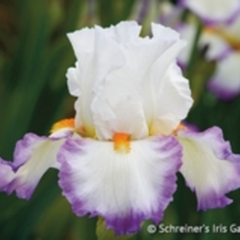 Iris germanica 'Starting Fresh' - Starting Fresh Iris Iris germanica 'Starting Fresh' - Starting Fresh Iris