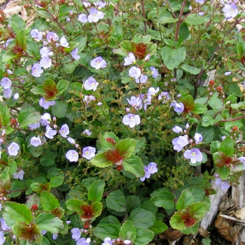 Veronica liwanensis - Turkish Veronica