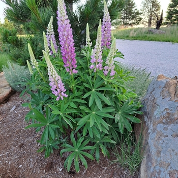 Lupinus perennis - Sundial Lupine