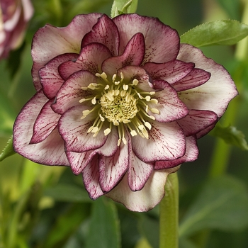 Helleborus orientalis 'Double Ellen Picotee - Double Ellen Picotee Lenten Rose Helleborus orientalis 'Double Ellen Picotee - Double Ellen Picotee Lenten Rose
