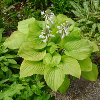 Hosta 'Fried Bananas' - Fried Bananas Hosta