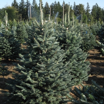 Abies lasiocarpa arizonica - Corkbark Fir