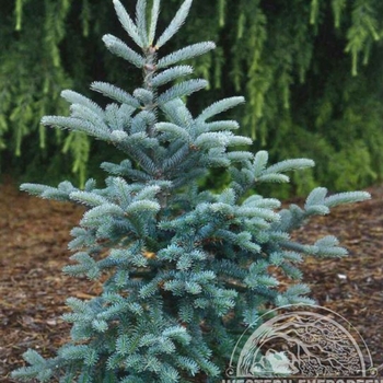 Abies balsamea 'Tyler Blue' - Tyler Blue Balsam Fir