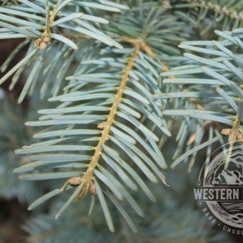 Abies grandis x concolor 'Leuteneggeri' - Leuteneggeri Hybrid Fir