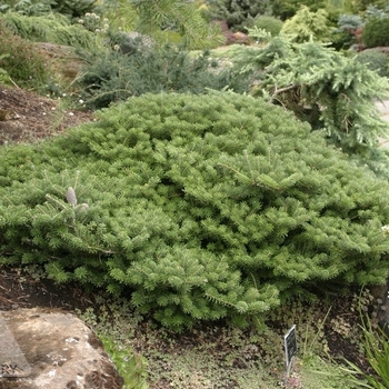 Abies koreana 'Green Carpet' - Green Carpet Korean Fir