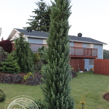 Larix kaempferi 'Jacobsen's Pyramid' - Jacobsen's Pyramid Japanese Larch