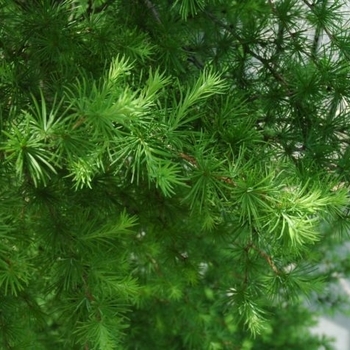 Larix kaempferi 'Paper Lanterns'' - Paper Lanterns Japanese Larch