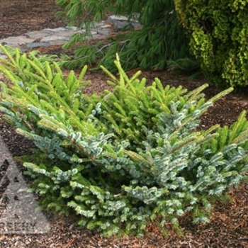 Picea bicolor 'Howell's Dwarf Tigertail' - Howell's Dwarf Tigertail Spruce