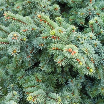 Picea pungens 'Mrs Cesarini' - Mrs. Cesarini Blue Spruce