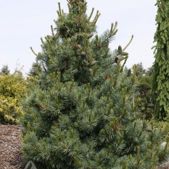 Pinus parviflora 'Bergmani' - Bergmani Japanese White Pine