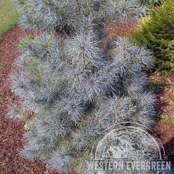 Pinus stobus 'Blue Clovers' - Blue Cloves White Pine