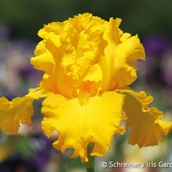 Iris germanica 'Garden Time' - Garden Time Iris