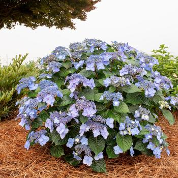 Hydrangea macrophylla - 'Pop Star&reg;' Bigleaf Hydrangea