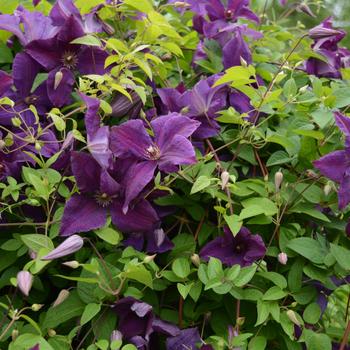 Clematis viticella 'Polish Spirit' - Polish Spirit Clematis