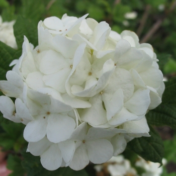 Viburnum opulus roseum 'Snowball' - Common Snowball Viburnum