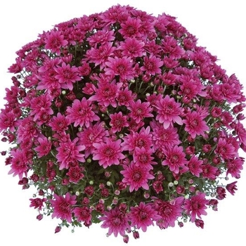 Chrysanthemum 'Magnus Violet' COPY - Mum - Magnus Violet 