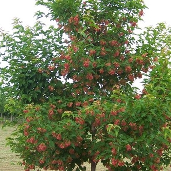 Acer ginnala 'Ruby Slippers' - Ruby Slippers Amur Maple