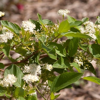 Cornus sericea - 'Firedance™' Dogwood