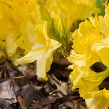 Rhododendron 'Lemon Lights' - Lemon Lights Azalea