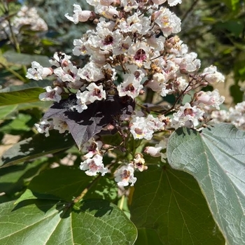 Catalpa x erubescens 'Purpurea' - Purple Catalpa