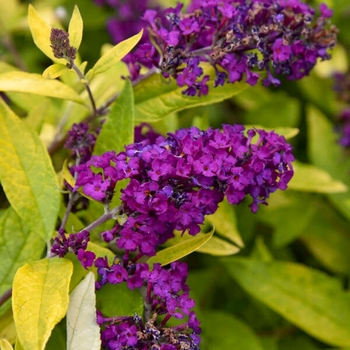 Buddleia 'Gold Drop' - Humdinger® Gold Drop Butterfly Bush