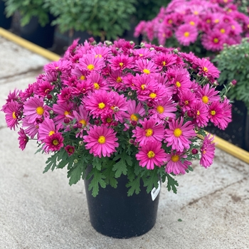 Chrysanthemum 'Mammoth Lavender Daisy' - Mammoth™ Lavender Daisy Mum