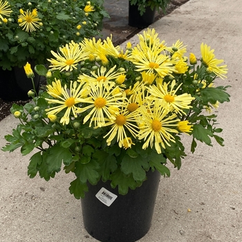 Chrysanthemum 'Mammoth Yellow Quill' - Mammoth™ Yellow Quill Mum