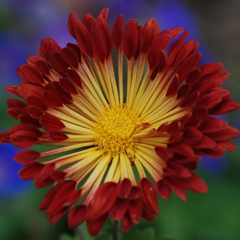 Chrysanthemum 'Matchsticks' - Matchsticks Mum