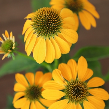 Echinacea purpurea 'PollyNation Yellow' - PollyNation™ Yellow Coneflower