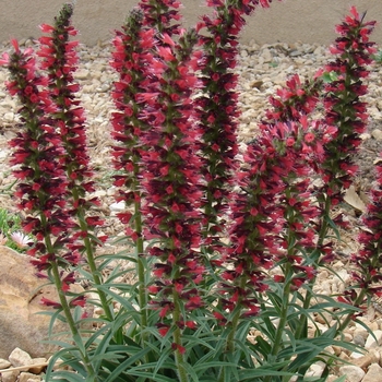 Echium amoenum - Red Feathers