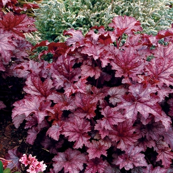 Heuchera x 'Amethyst Mist' - Amethyst Mist Coral Bell