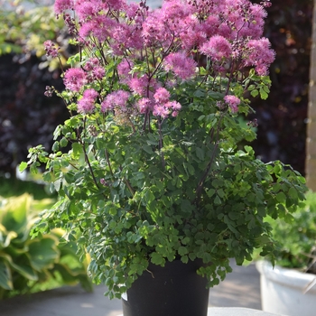 Thalictrum aquilegifolium 'My Little Favorite' - Meadow Rue