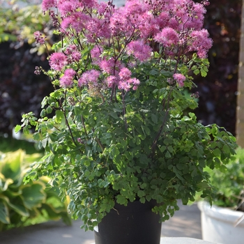 Thalictrum aquilegifolium 'My Little Favorite' - Meadow Rue