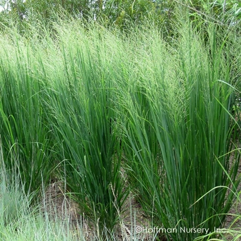 Panicum virgatum 'Northwind' - Northwind Switch Grass