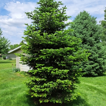 Abies bornmulleriana - Turkish Fir