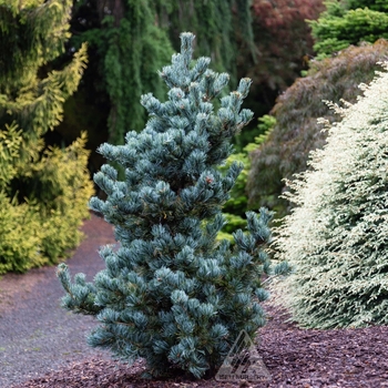 Pinus parviflora 'Koru' - Koru Japanese White Pine