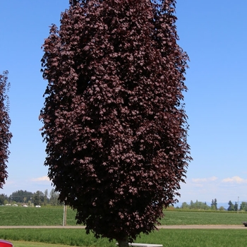 Acer platanoides 'Crimson Sentry' - Crimson Sentry Maple