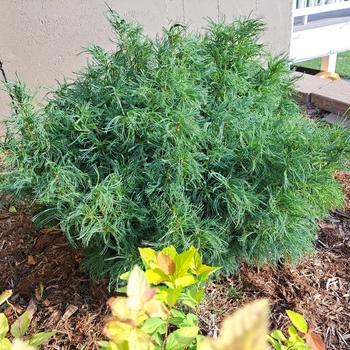 Pinus strobus 'Mini Twists' - Dwarf Contorted White Pine