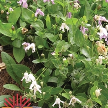 Clematis integrifolia 'PSHarlan' - Mongolian Bells Clematis