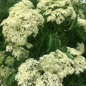 Sambucus canadensis - Elderberry