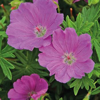 Geranium sanguineum 'Max Frei' - Max Frei Bloody Cranesbill