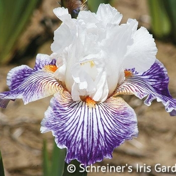 Iris germanica 'Crow's Feet' - Crow's Feet Iris
