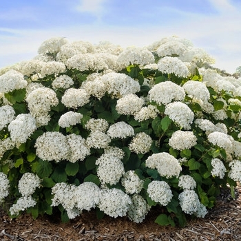Hydrangea arborescens 'BAIful' - First Editions® FlowerFull® Smooth Hydrangea