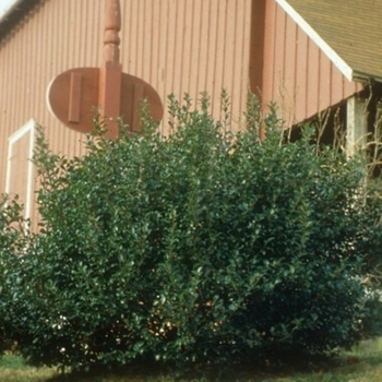 Ilex x meserveae 'Blue Prince Blue Princess' - Blue Twins Holly