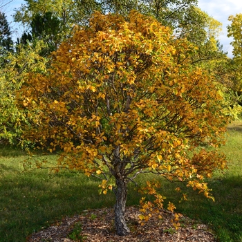 Betula costata 'CinnDak' - Cinnamon Curls Dwf. Korean Birch
