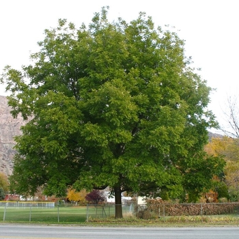 Carya illinoensis - Northern Pecan