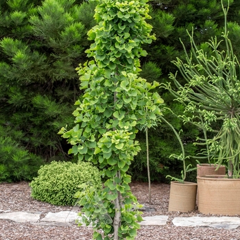 Ginkgo biloba 'Jade Butterflies - Jade Butterflies Ginkgo